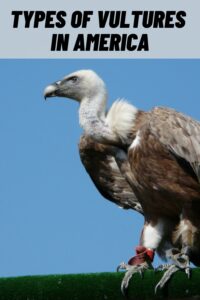 Types of Vultures in America