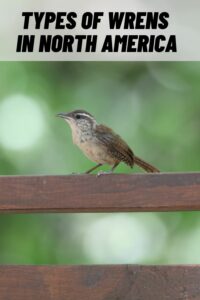 Types of Wrens in North America