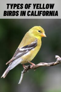 Types of Yellow Birds in California