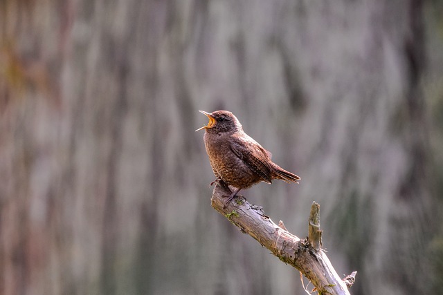 Winter Wrens