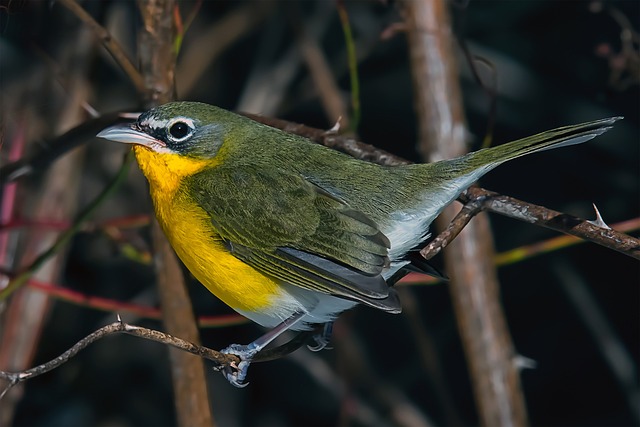 Yellow Breast Chat