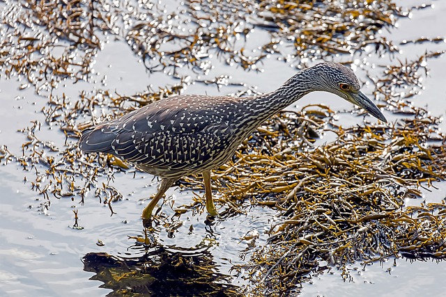 Yellow-crowned Night-Heron