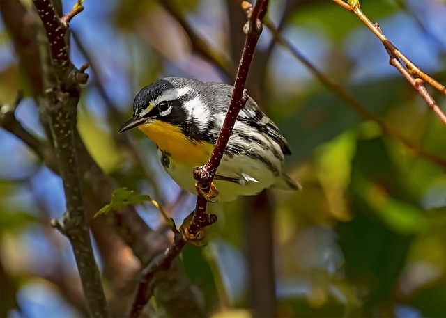 Yellow-throated Warbler