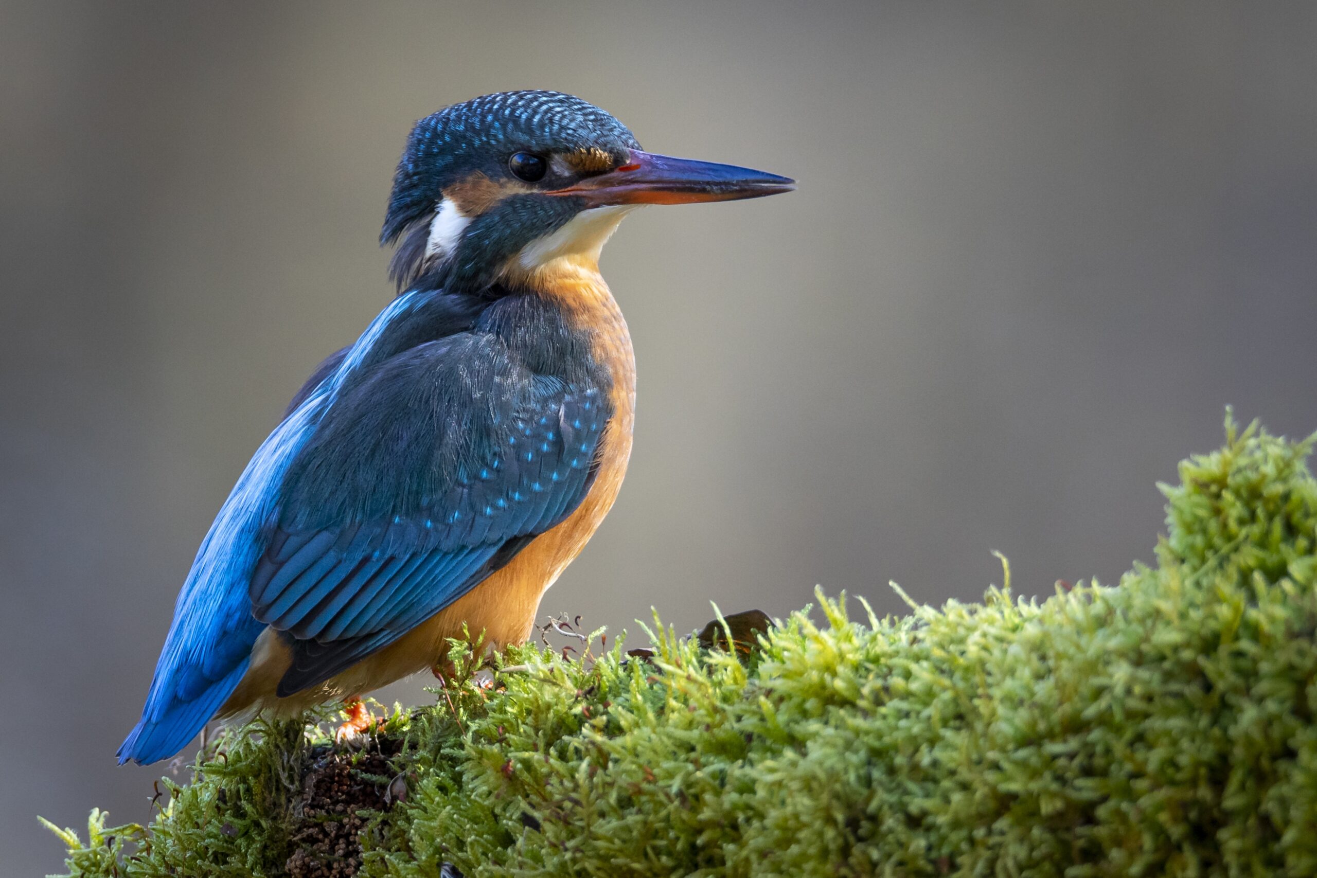 Blue-And-White Kingfisher