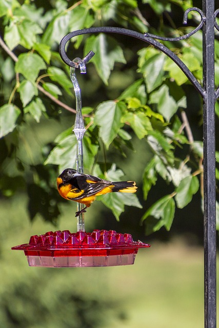 oriole bird feeder