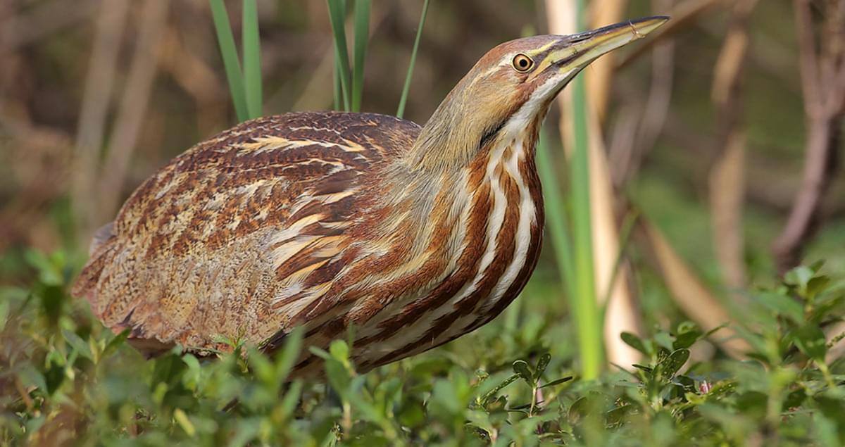 American Bittern