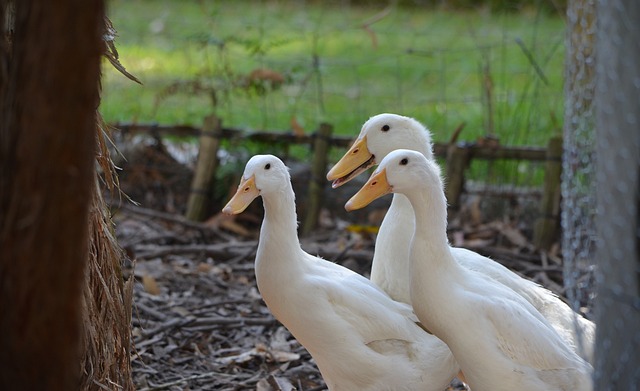 American Pekins