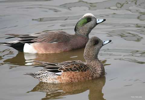 American Widgeon