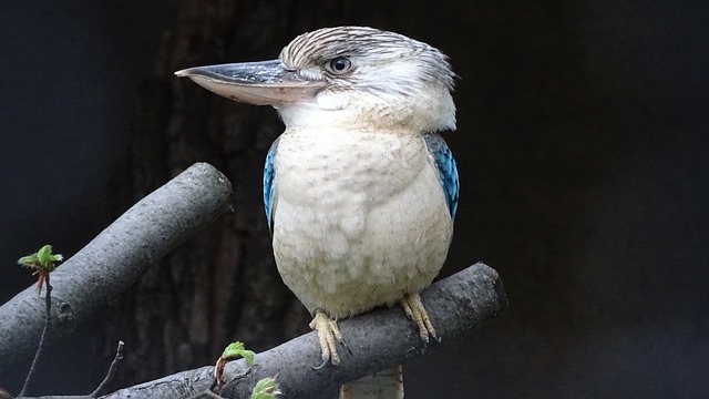 Blue-Winged Kookaburra