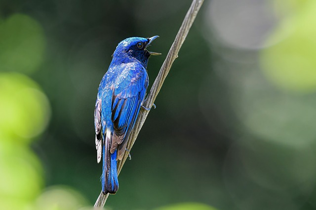 Blue-and-white flycatchers