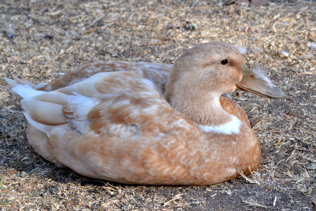 Buff Orpington