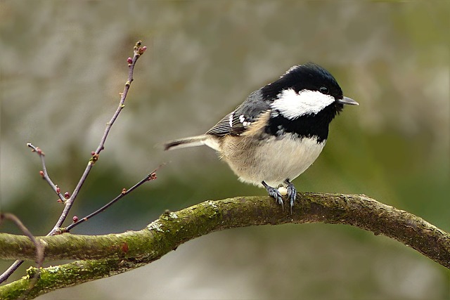 Coal Tit