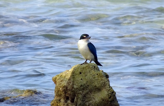 Collared Kingfisher