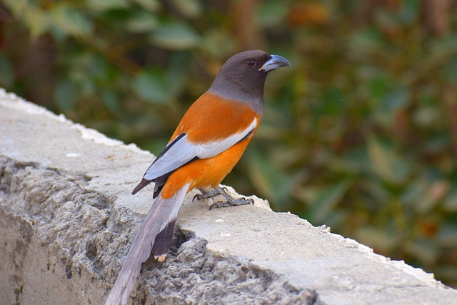 Common Chaffinch