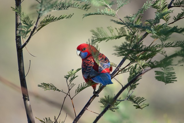 Crimson Rosella