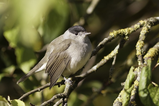 Eurasian Blackcap