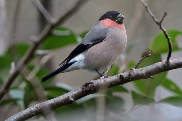 Eurasian Bullfinch