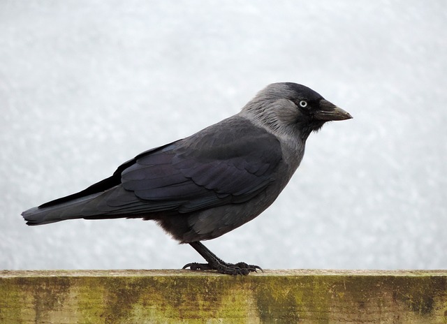 Eurasian Jackdaw