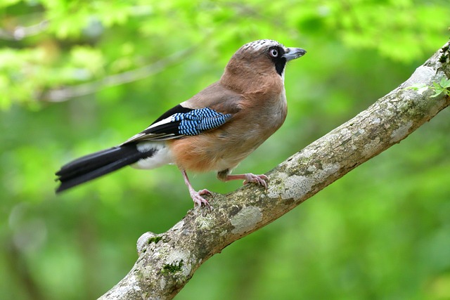 Eurasian Jay