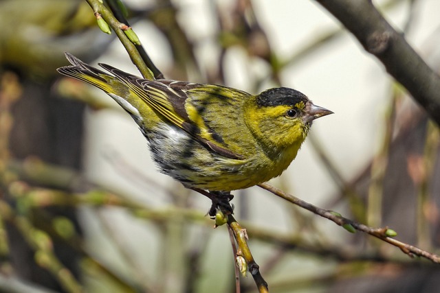 Eurasian Siskin