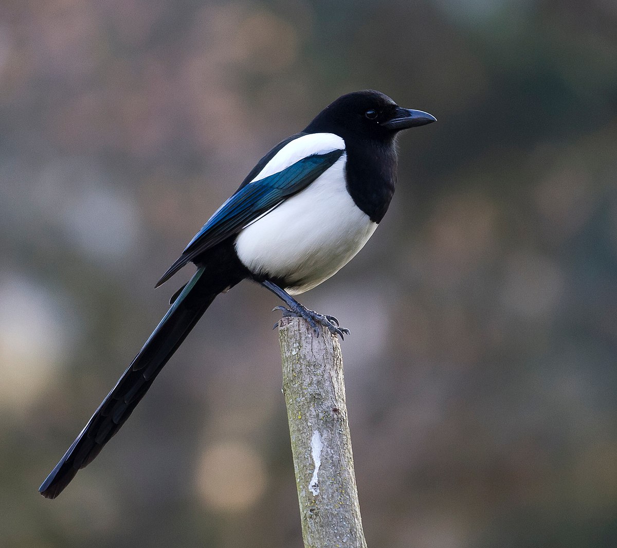 Eurasia's Magpie