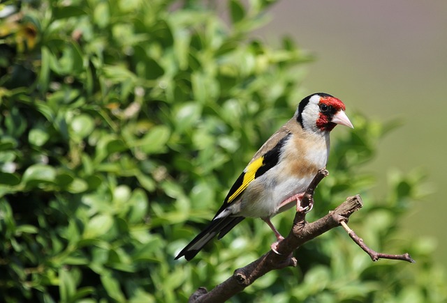 European Goldfinch