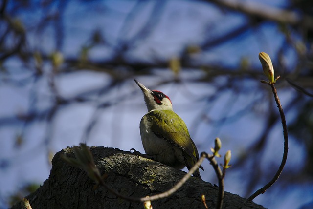 European Green Woodpecker