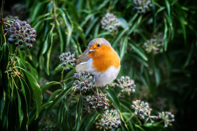 European Robin