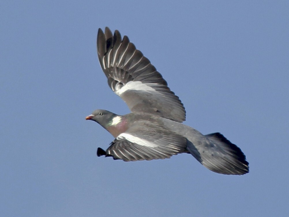 European Wood Pigeon