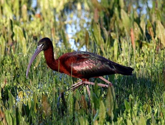 Glossy Ibis