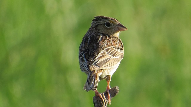 Grasshopper Sparrows