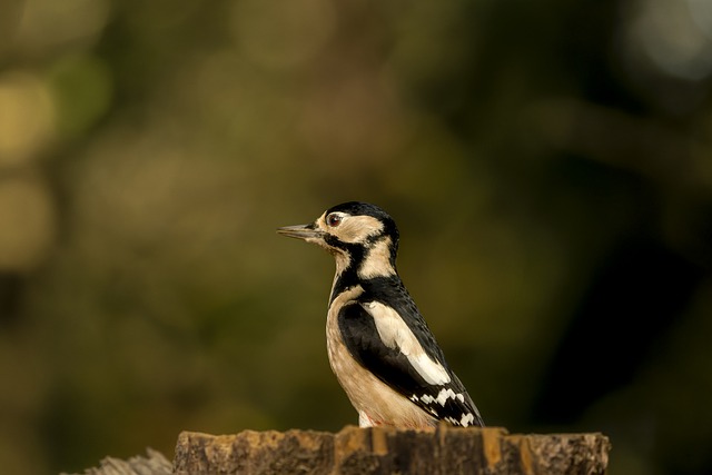 Great-spotted Woodpecker