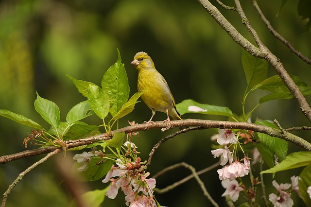 Green Finch