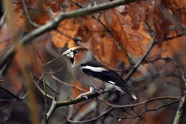 Hawfinch