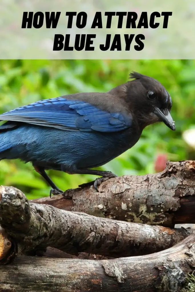 How to Attract Blue Jays
