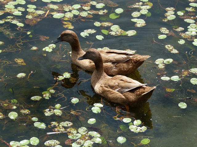 Khaki Campbell