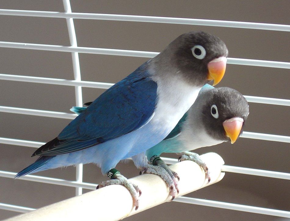 Masked Lovebird