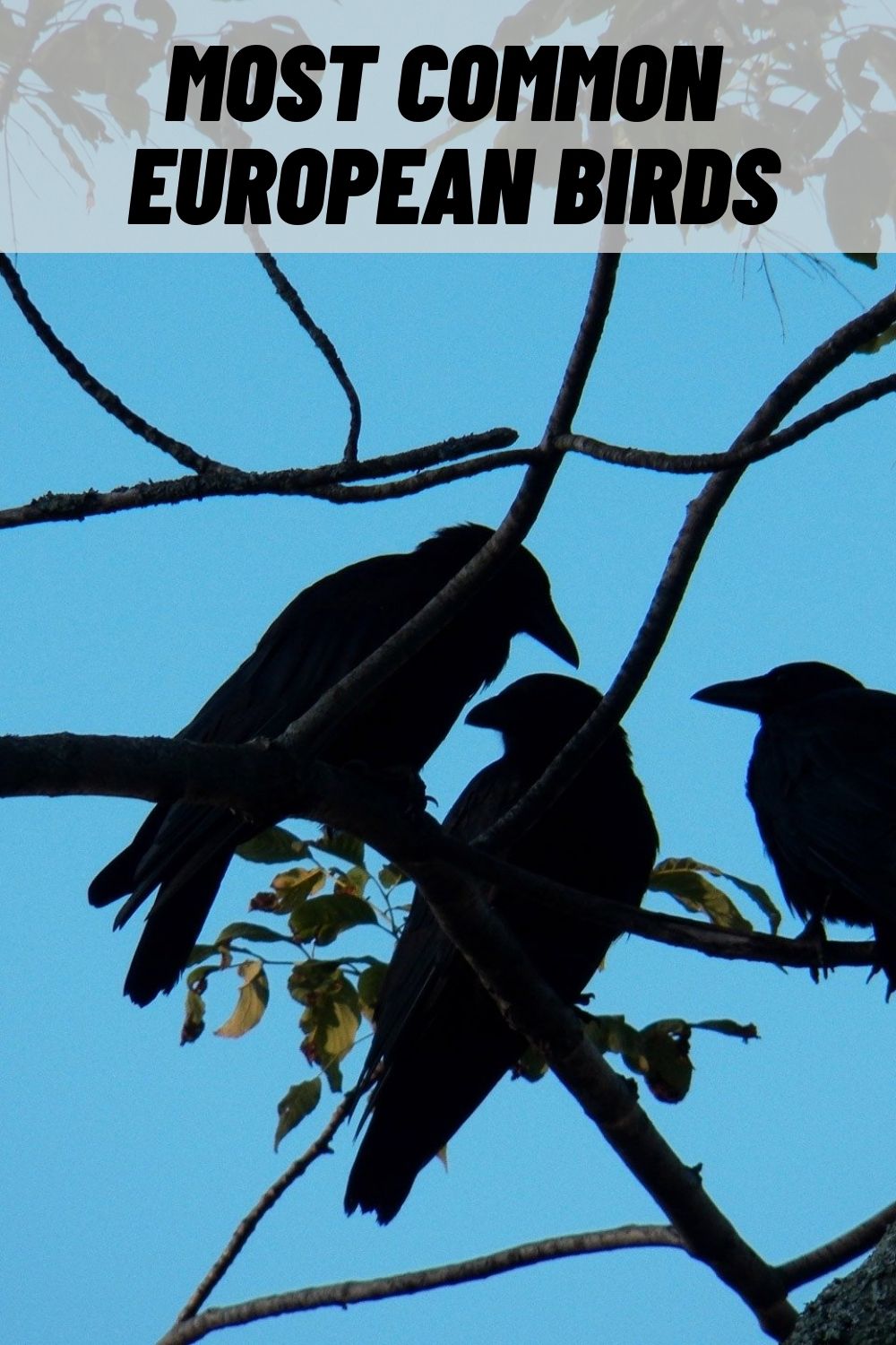 23 Most Common European Birds (with Pictures)