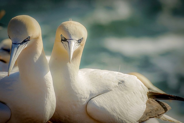 North Gannet