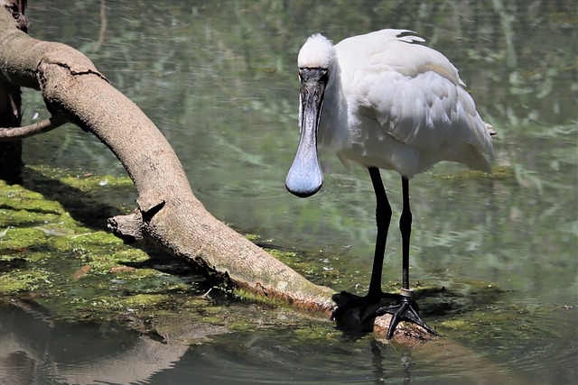 Royal Spoonbill