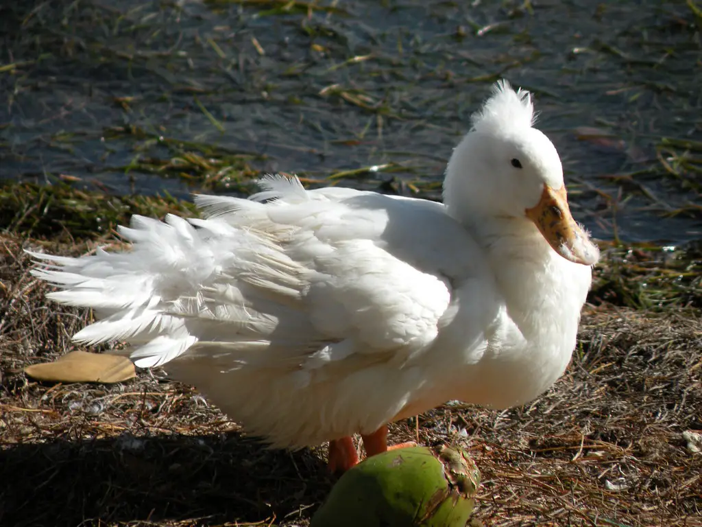 Ruffled Duck
