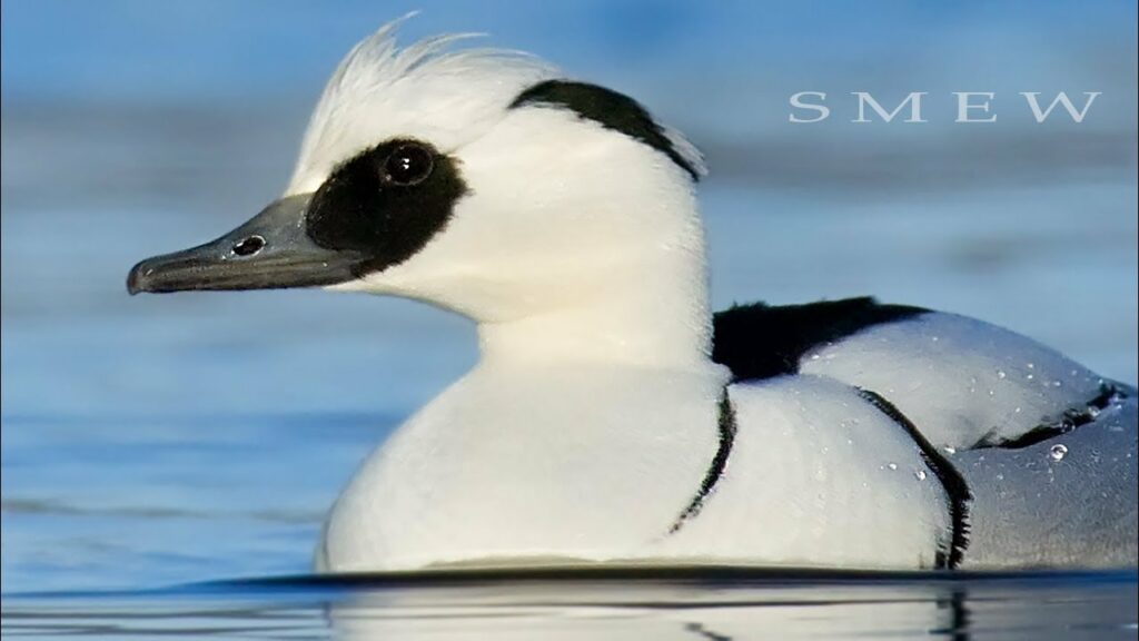 Smew