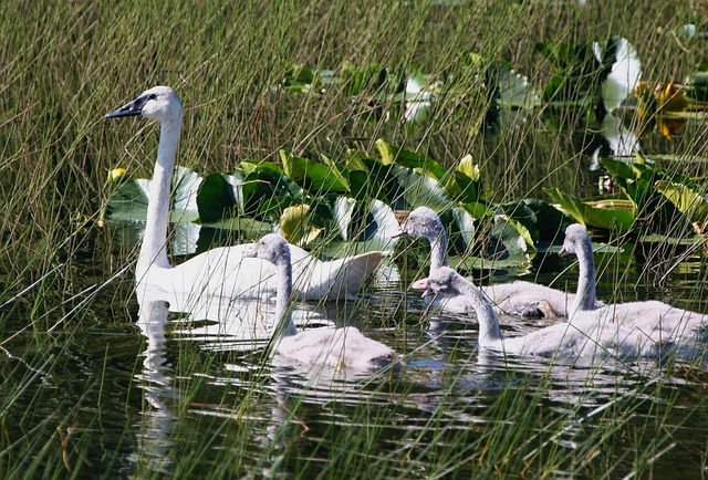 Trumpeter Swan