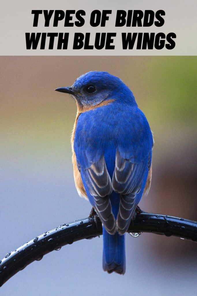 Types of Birds with Blue Wings