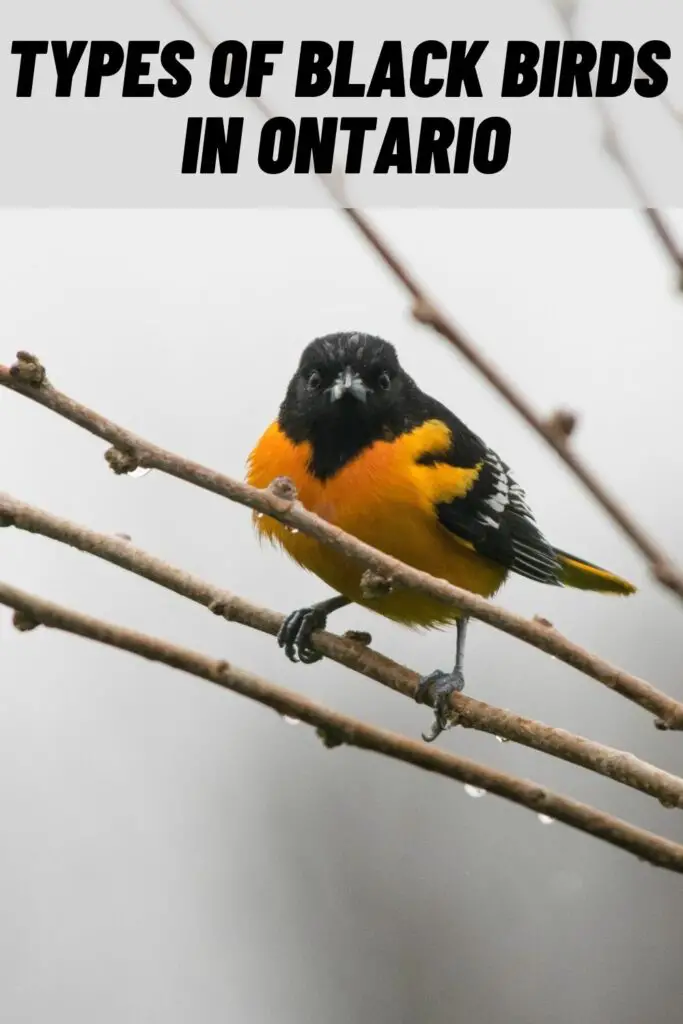 Types of Black Birds in Ontario