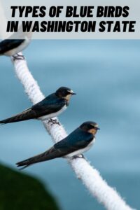 Types of Blue Birds in Washington State