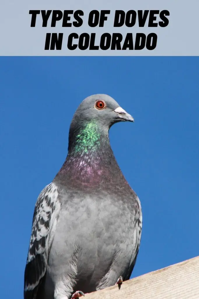 Types of Doves in Colorado