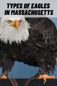Types of Eagles in Massachusetts