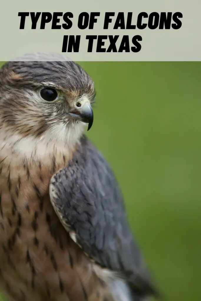 Types of Falcons in Texas