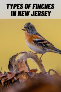 Types of Finches in New Jersey